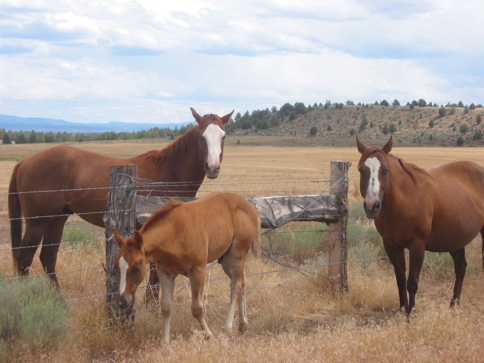 Picture of horses