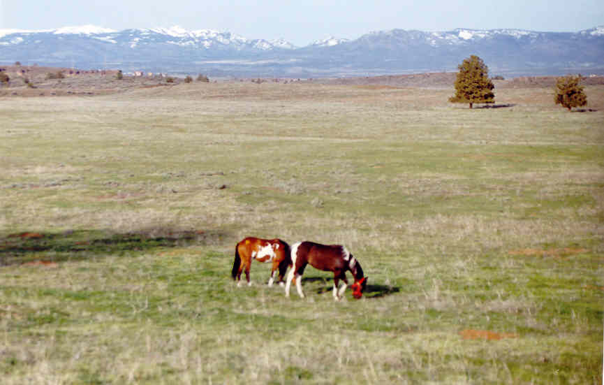 Ranch Picture